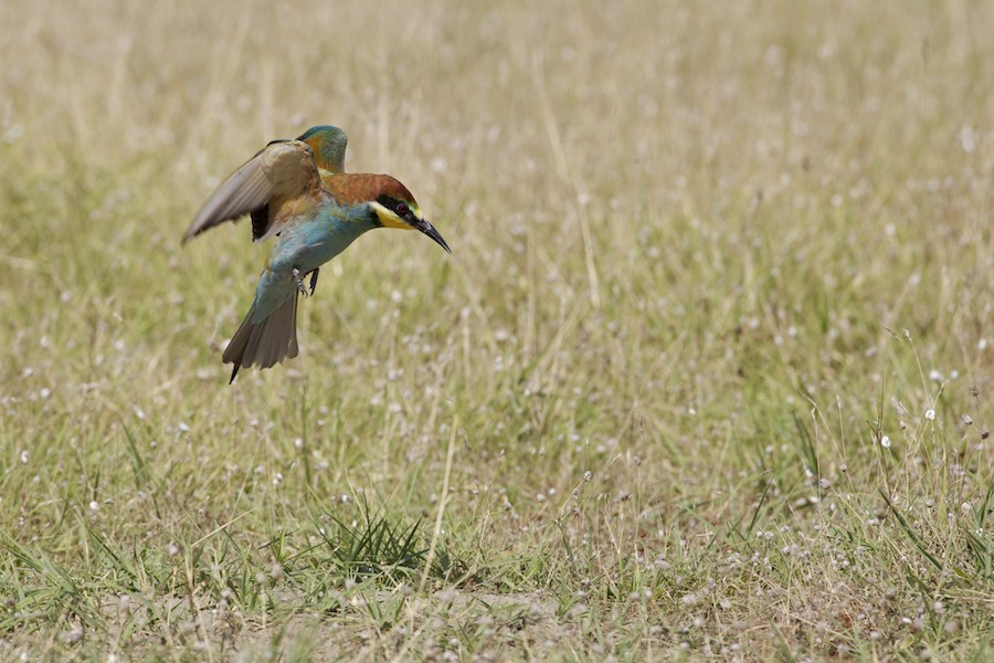 Bee Eater 28